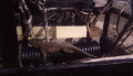 Anageda Lizard