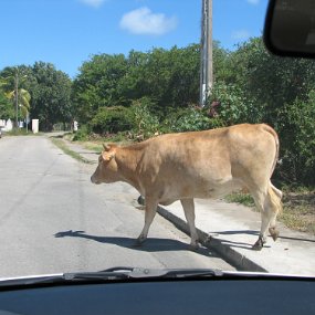 IMG_9722 This is the traffic on the island