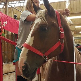 2017-08-25 14.28.09 Belgain horses getting ready to show. They are about 2,500 pounds.