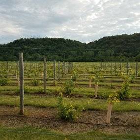 2017-07-01 19.40.22 Grape vines
