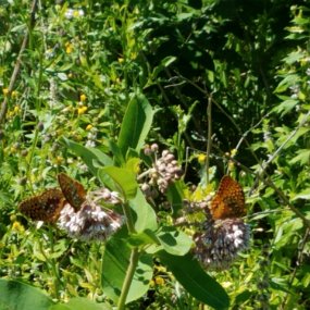 2018-06-22 15.09.08 Butterflies on hike at Carleton College Cowling Arboretum