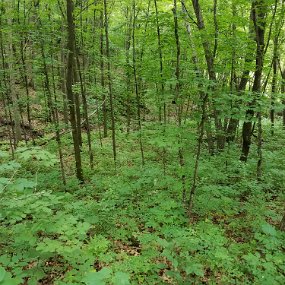 2018-06-23 12.59.25 Hike at Nerstrand Big Woods State Park