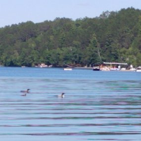 2019-07-13 15.19.03-1 Loons seen while kayaking