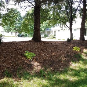 20200815_170736 Backyard berm - after