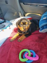 20230407_001 Justin and Brenna's Rottweiler - Tundra Josephine Favre