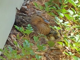 20230702_141253 Ducklings in our yard shortly after hatching