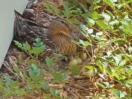 20230702_141304 Ducklings in our yard shortly after hatching