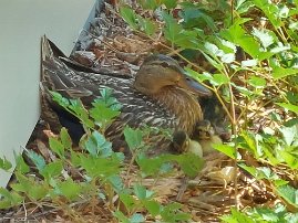 20230702_141338 Ducklings in our yard shortly after hatching