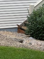 Fawn Fawn by the steps of our deck