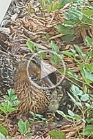 duck in our yard Ducklings in our yard shortly after hatching - video